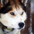 :iconmoomoo-inu: