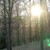 :iconmoon-in-the-wood: