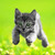 :iconmoon-paw:
