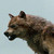 :iconmoon-rice: