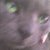 :iconmoon666ka: