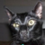 :iconmoonassassin:
