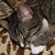 :iconmoonclaws2324: