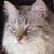 :iconmoondewlightfur: