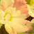 :iconmoondustcreative: