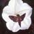 :iconMoonflowermoth: