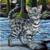 MoonFur9 :iconmoonfur9:
