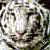 :iconmoonkitty481: