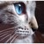 :iconmoonleaf-the-warrior: