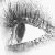 :iconmoonlight-cat: