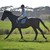 :iconmoonlight-equine: