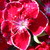 :iconmoonlight-star13: