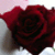 :iconmoonlightdancer100: