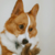 :iconmoonlightmouse: