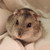 :iconmoonlightpeacewolf: