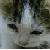 :iconmoonlit-darkness: