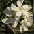 :iconmoonlit-night246: