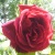 :iconmoonlit-sky: