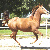 :iconmoonlitephotography: