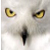 :iconmoonlitowl: