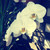 :iconmoonpoetry: