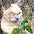 :iconmoonravin: