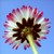 :iconmoonshadowflower: