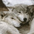 :iconmoonsingingsilverfur: