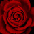 :iconmoonstar00125: