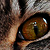 :iconmoonstar3: