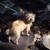 :iconmoonstarthewolf: