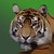 :iconmoonstripewarrior: