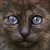 :iconmoonwhispersec: