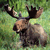 :iconmoose-in-the-yard:
