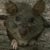 :iconmooselet: