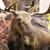 :iconmoosemanips24: