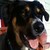 :iconmoosemoose-rottie: