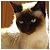 :iconmopsik11: