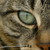 :iconmor-rioghana: