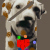 :iconmoradamareada: