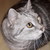 :iconmorasso: