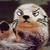 :iconmordecairigby: