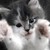 :iconmordrednevermore: