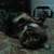:iconmore-than-wat-u-c: