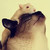 :iconmorecarrots: