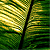 :iconmorfiquara: