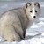 :iconmorgana-the-darkling: