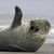 :iconmorgggo: