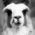 :iconmorgie-e: