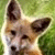 :iconmorgil-the-fox:
